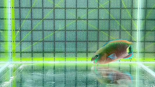 Princess Parrotfish PP101002 WYSIWYG Size: XL 5.25 approx