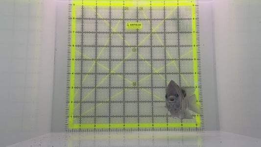 Sergeant Major Damselfish SMD102301 WYSIWYG Size: XL 5" approx