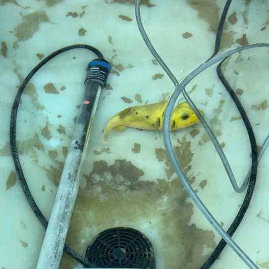 Golden Pufferfish Male GPM122101 WYSIWYG Size: L 6"