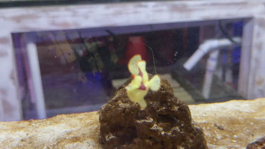 Yellow Pink Warty Angler YPWA090302 WYSIWYG Size: S 1.5" approx