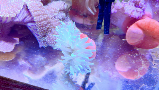 Long Tentacle Anemone LTA062201 WYSIWYG Size: M 3" to 5"