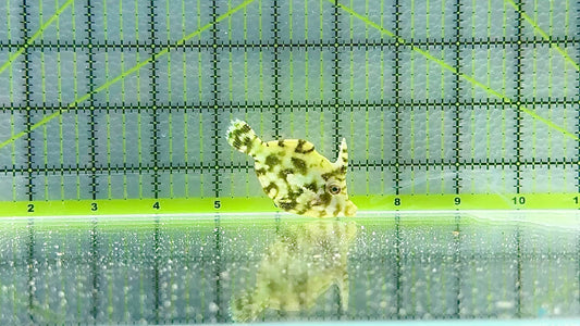 Aiptasia Eating Filefish AEF101602 WYSIWYG Size: M 2.5" approx