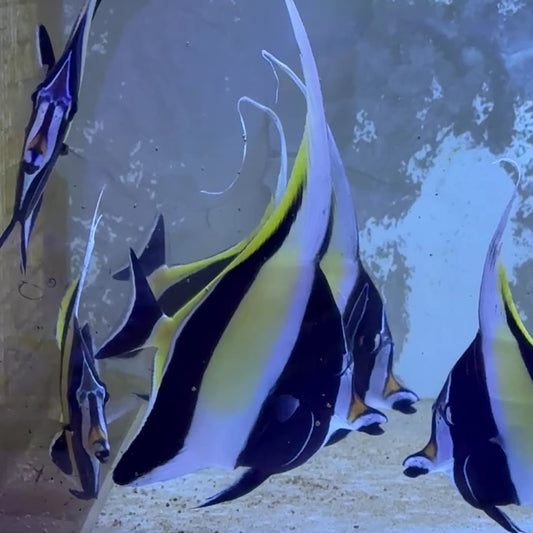 Moorish Idol MI122102 WYSIWYG Size: M 4"