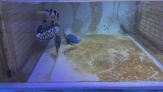 Yellow Belly Dogface Pufferfish YBDP092103 WYSIWYG Size: L 5.75"