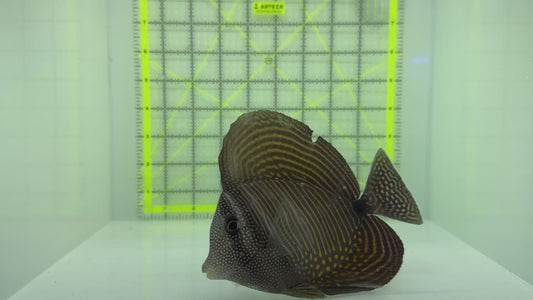 Desjardini Tang (Red Sea Sailfin Tang) DT102301 WYSIWYG Size: XL 5.5" approx