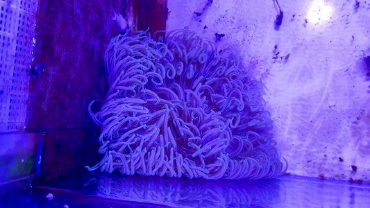 White Peppermint Long Tentacle Anemone WPLTA071501 WYSIWYG Size XL: 10" 12" approx