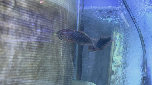 Ornate Leopard Wrasse OLW091502 WYSIWYG Size: XXL 4.25" approx