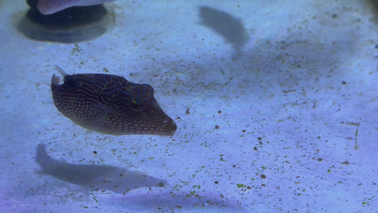 Blue Spot Toby Pufferfish BTP091301 WYSIWYG Size: 4"