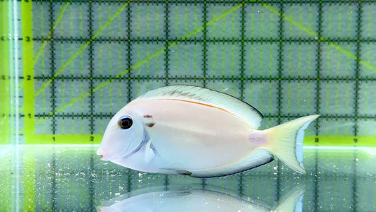 Lieutenant Tang LT091301 WYSIWYG Size: M 4.25"