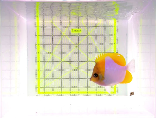 Pyramid Diamond Butterflyfish PDB111101 WYSIWYG Size: M 3.75"