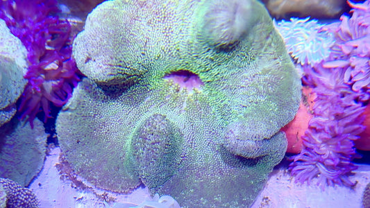 Neon Green Carpet Anemone  (Haddoni) NGCA062203 WYSIWYG Size: XXXL/SHOW 12" and Above