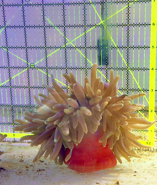 Long Tentacle Anemone LTA062801 WYSIWYG Size ML:  7 " Approx