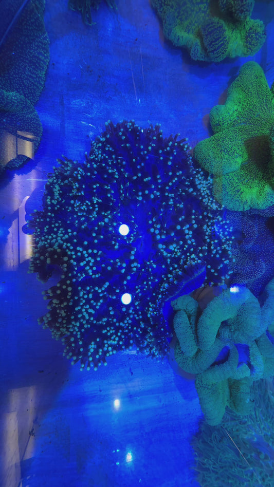 Unique  Ritteri Anemone (Maldives Import) WYSIWYG PTRA062601 Size: XXXL/SHOW 16" and Above