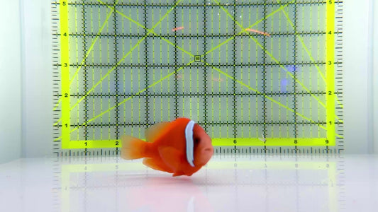 Tomato Clownfish TC102201 WYSIWYG Size: L 3"