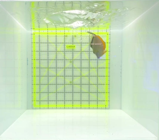 Naso Tang NT112201 WYSIWYG Size: M 4"