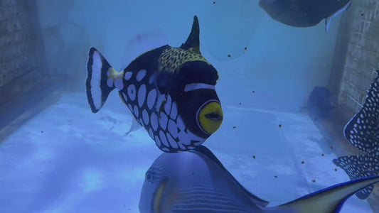 Clown Triggerfish CT083102 WYSIWYG Size: XL 6.75"