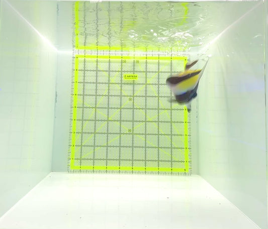 Moorish Idol MI112201 WYSIWYG Size: M 3.5"