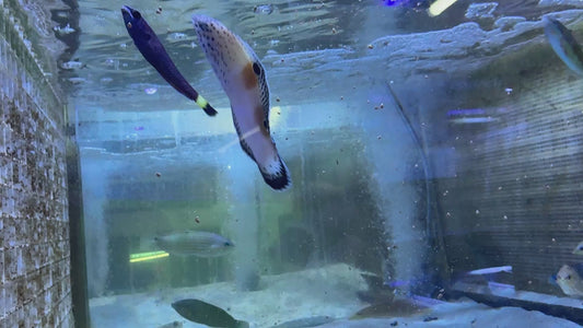 Twin Spot Juv Wrasse TSJW072301 WYSIWYG Size: M 3.75" approx