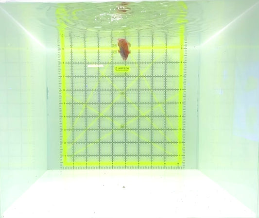 Meleagris Leopard Wrasse MLW112302 WYSIWYG Size: S 1.75"