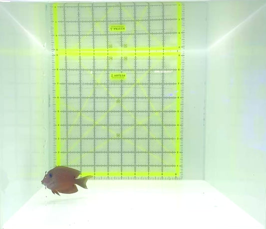 Blue Eye Kole Tang BET112302 WYSIWYG Size: L 3.25"