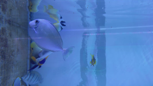 Vlamingi Unicorn Tang VUT051402 WYSIWYG Size: XL 6.75"