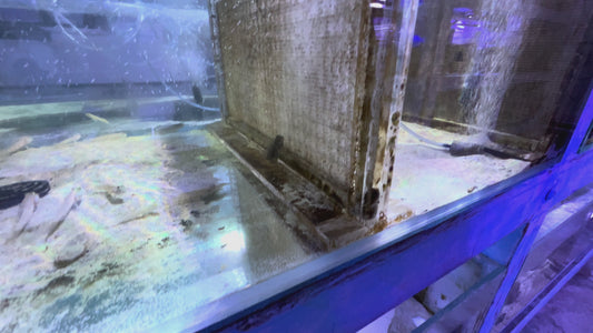 Lawnmower Blenny LB092101 WYSIWYG Size: L 3.5"