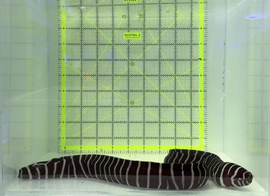 Zebra Moray Eel ZME120801 WYSIWYG Size: L 22"  (Somewhat Thick in Diameter)