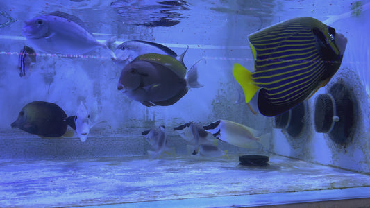 Unicorn Tang UT051504 WYSIWYG Size: XL 6.5”