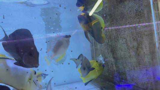 Blueface Angelfish Adult (Sumatra Vibrant Colors) BAA100503 WYSIWYG Size: XL 6"