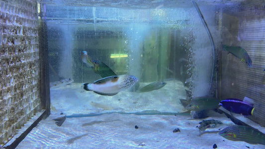 Rainbow Wrasse RW083101 WYSIWYG Size: M 3" approx