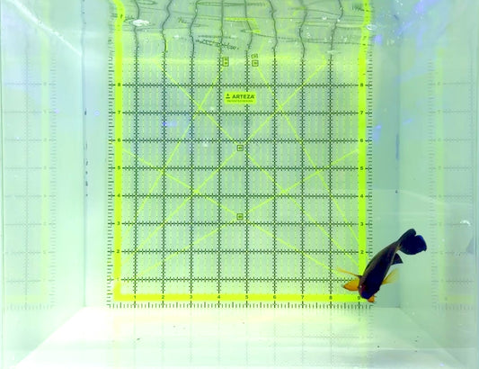 Coral Beauty Angelfish CBA120902 WYSIWYG Size: L 3.5" approx