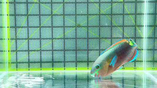 Princess Parrotfish PP101001 WYSIWYG Size: XL 5.75 approx