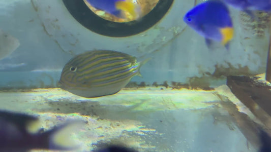 Clown Tang CT083103 WYSIWYG Size: M 4" approx