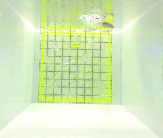 Blackback Butterflyfish BB112201 WYSIWYG Size: 2.25”