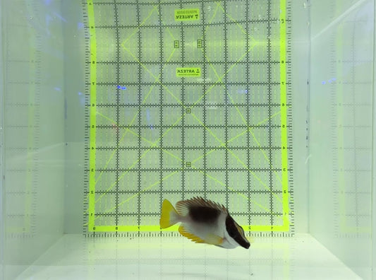 Magnificent Foxface MF120802 WYSIWYG Size : ML 4.75"