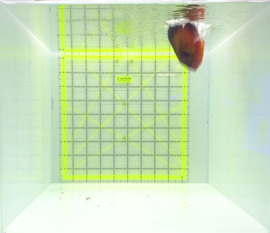 Coral Beauty Angelfish CBA112201 WYSIWYG Size: XL 3.75"