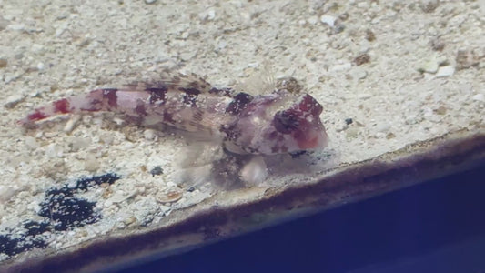 Red Scooter Dragonet RSD101104 WYSIWYG Size: S 1.5"