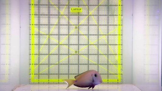 Lieutenant Tang LT103001 WYSIWYG Size: M 4.25"