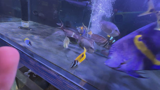 Vlamingi Unicorn Tang VUT091902 WYSIWYG Size: XXL 7.5"