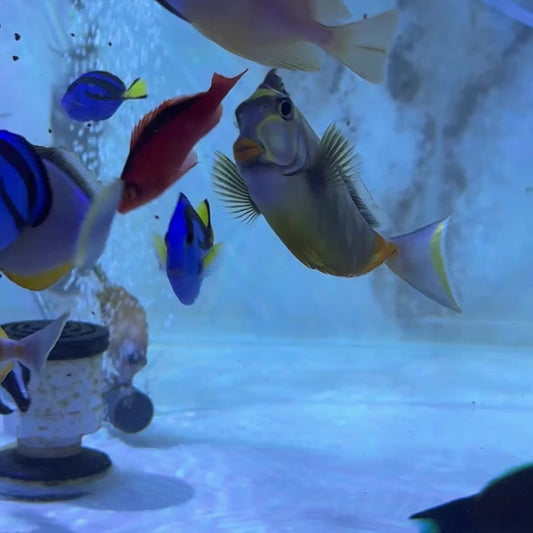 Naso Tang NT122601 WYSIWYG Size: L 5.75" approx