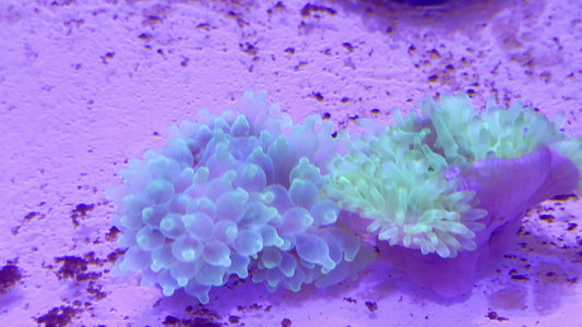 Green Starlight Bubble Tip Anemone GSBTA071501 WYSIWYG Size: XL 4" to 6" approx