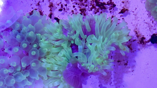 Neon Long Tentacle Anemone NLTA071501 WYSIWYG Size ML: 4 -6" approx