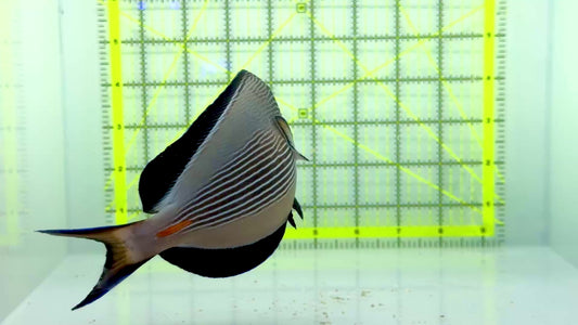 Sohal Tang (Oman Special Grade Red Sea) ST102301 WYSIWYG Size: XXL 7.5"