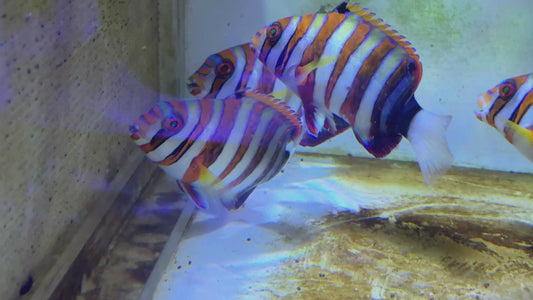 Harlequin Tuskfish HT082601 WYSIWYG Size: L 4.25" approx
