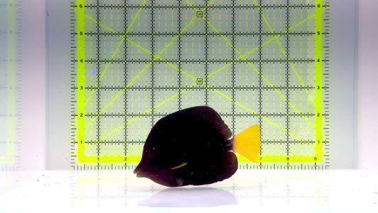 Purple Tang PT102401 WYSIWYG Size: L 4.25" approx