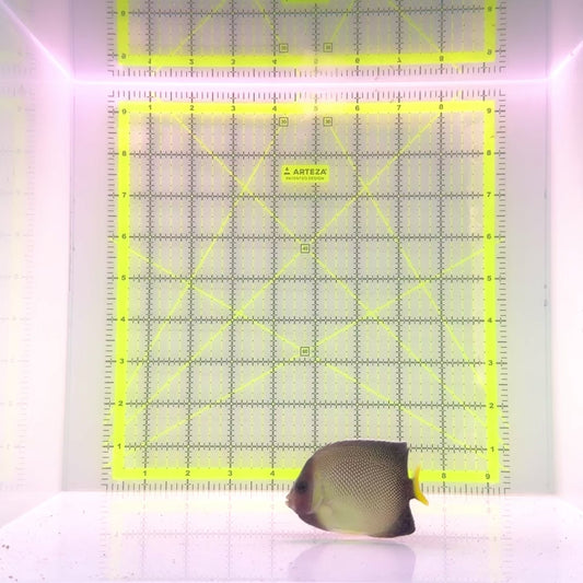 Cream Angelfish CA110101 WYSIWYG Size: M 3"