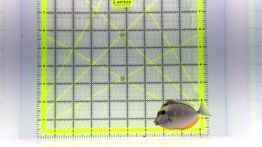 Naso Tang NT102401 WYSIWYG Size: M 3.5"