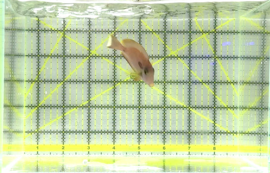 Orange Shoulder Tang Adult OSTA062801 WYSIWYG Size: S 3" approx
