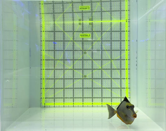 Naso Tang NT120901 WYSIWYG Size: ML 4.5" approx