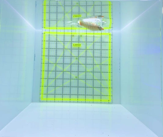 Punctato Butterflyfish PB112202 WYSIWYG Size: L 3.5”